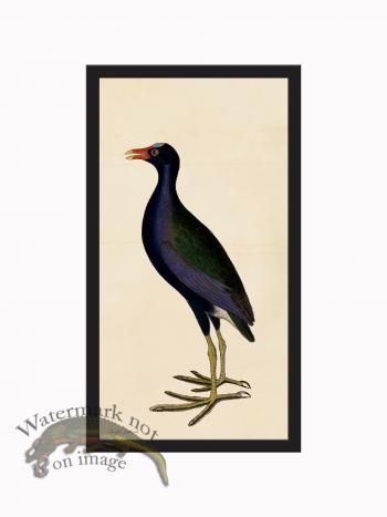 Rudbeck CFA_BF 45 Purple Gallinule
